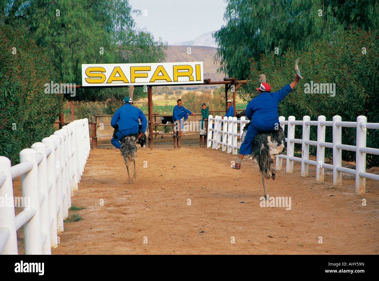 Jockeys Reiten Rennen Strauße auf Safari Ostrich Farm Oudtshoorn West Cape Südafrika Stockfoto