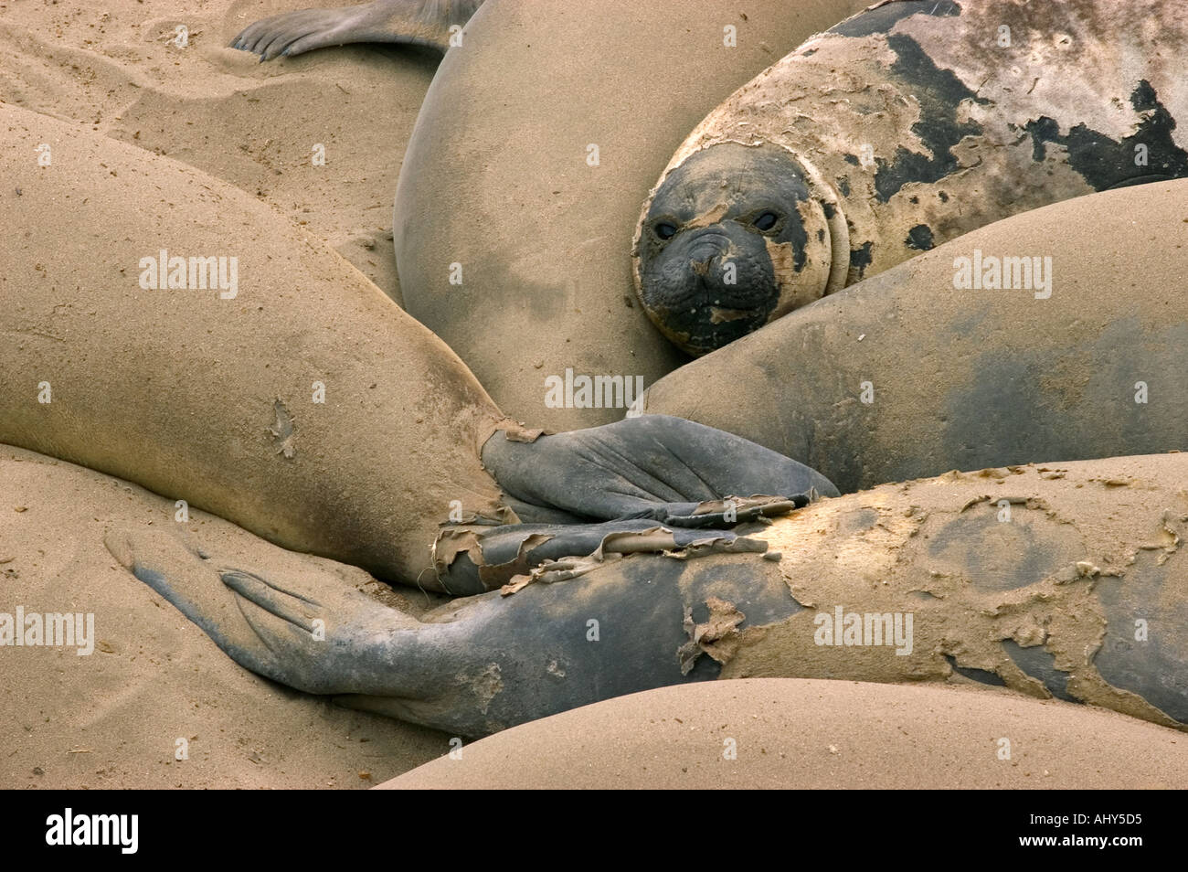 SÜDLICHEN See-Elefanten (Mirounga Leonina) Weibchen auf Strand, Halbinsel Valdés, Argentinien-Patagonien Stockfoto