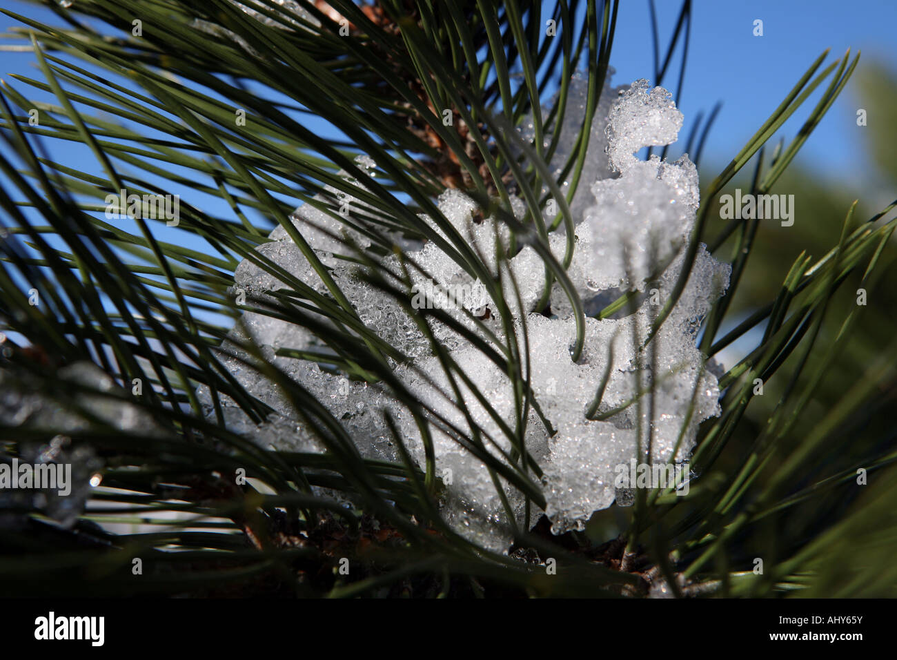 Schneeschmelze auf einem Ast der Kiefer in der Serra Da Estrela, Portugal Stockfoto