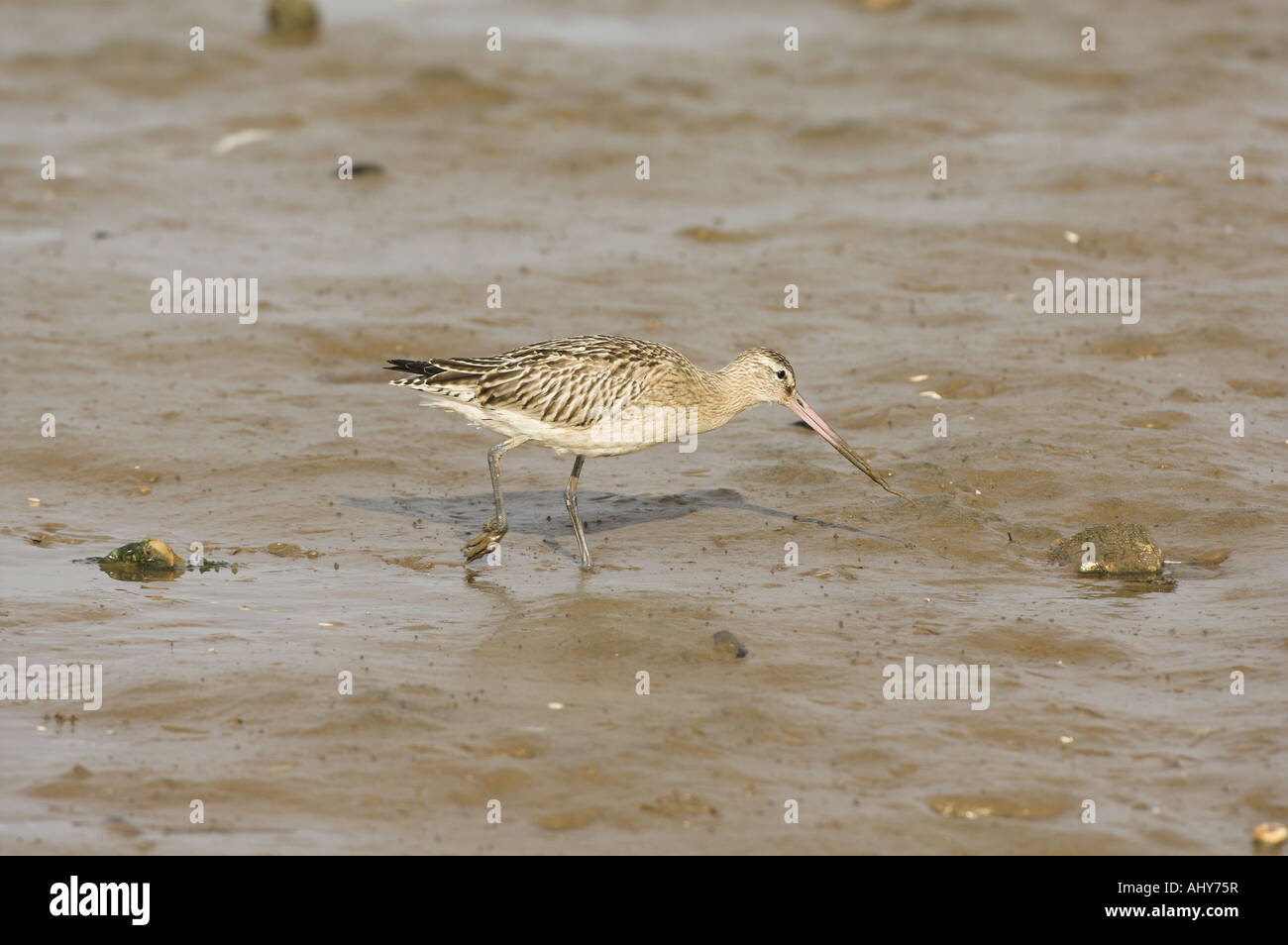Bar-Tailed Uferschnepfe Limosa Lapponica Fütterung in Gezeiten Salzwiesen Creek Norfolk England Stockfoto