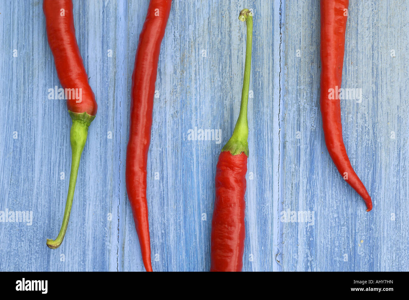 Rote Chilischoten erntefrisch auf blassen blauen Hintergrund Stockfoto