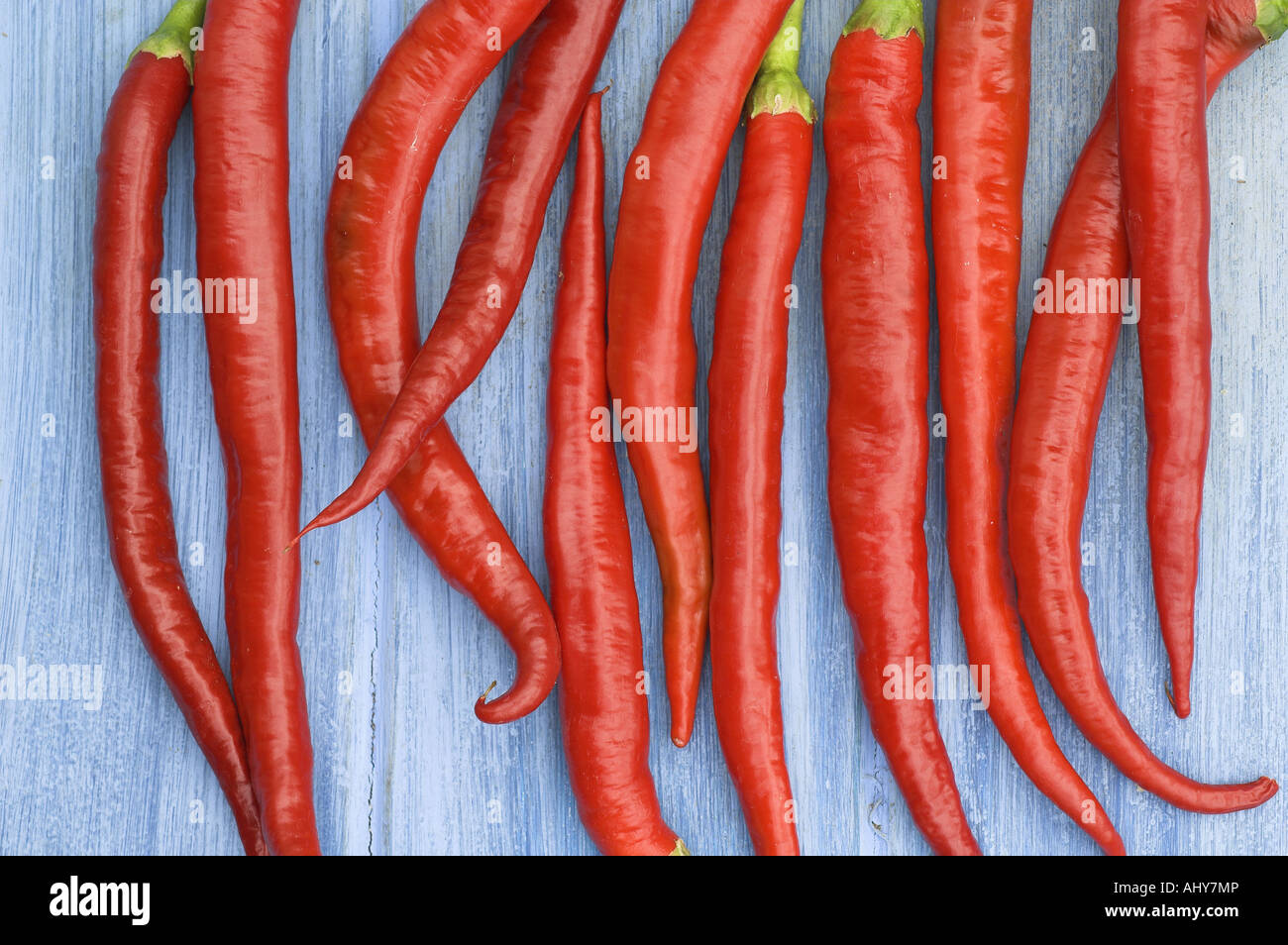 Rote Chilischoten erntefrisch auf blassen blauen Hintergrund Stockfoto