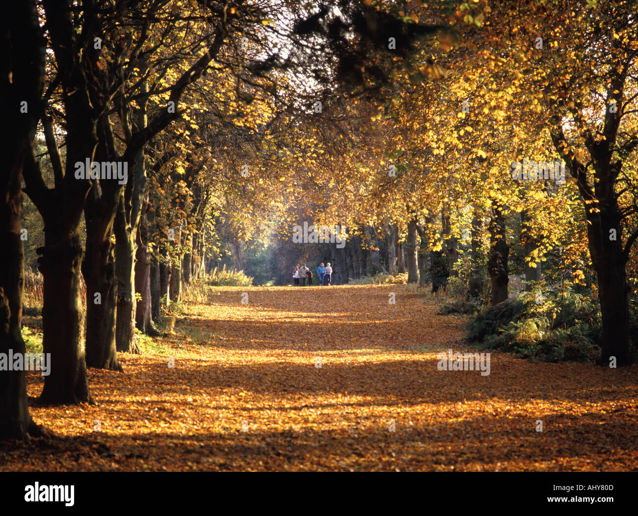 Weald Country Park Avenue der alten Rosskastanie Bäume Herbst Farbe Landschaft in der Landschaft von Essex Gruppe von Menschen zu Fuß Brentwood England Großbritannien Stockfoto