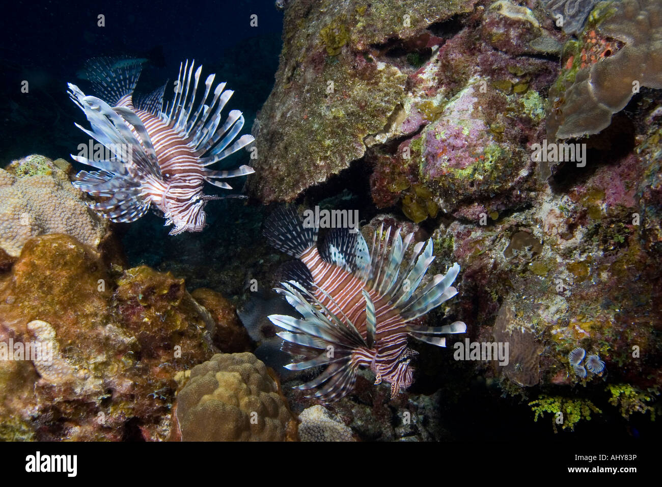 Feuerfische nicht heimischen Arten in der Karibik bewohnt ein Bahama Islands-Riff Stockfoto