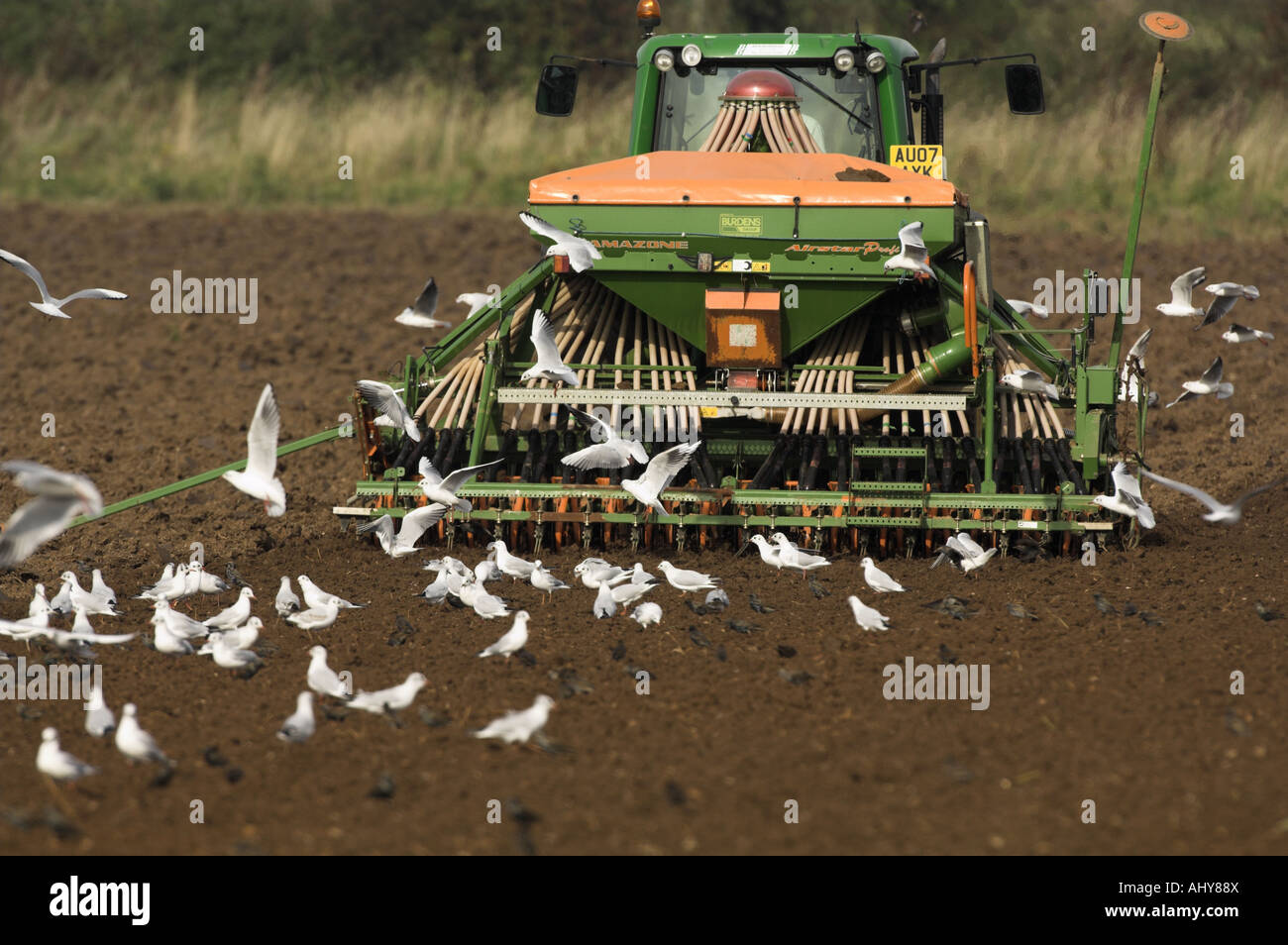 Traktor mit Samen Bohren Möwen nach Norfolk England Oktober Stockfoto