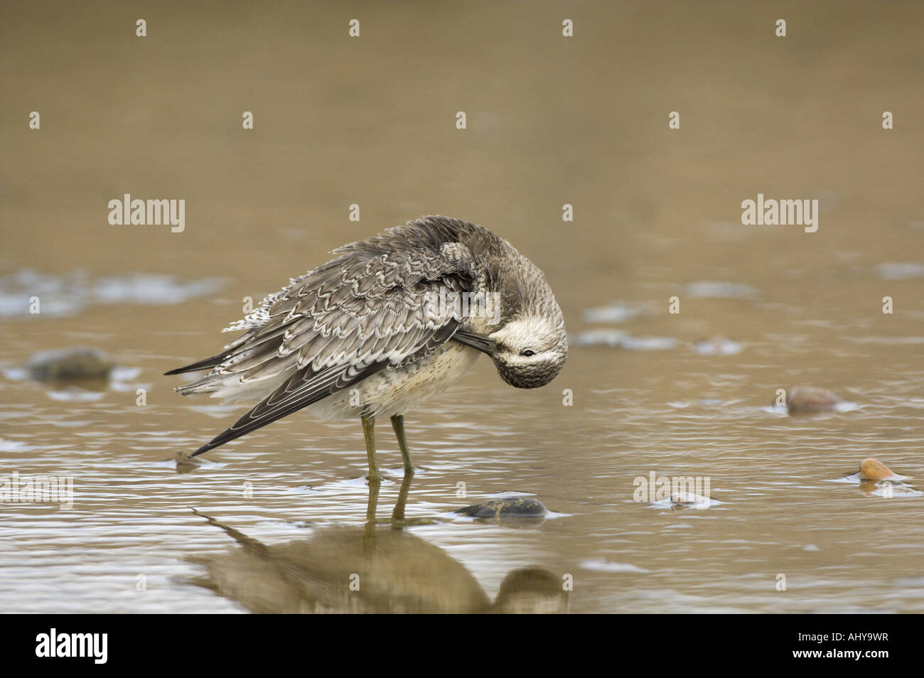 Knoten Calidris Canutus Winter Gefieder Vogel im küstennahen Pool Norfolk England Oktober Stockfoto