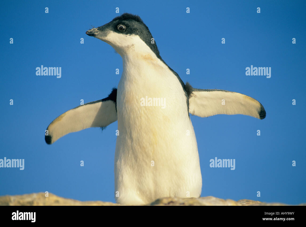 Adelie Penguin (Pygoscelis Adeliae) Mauser Küken testen Flügel, Seymour Island, Weddellmeer Antarktis Stockfoto