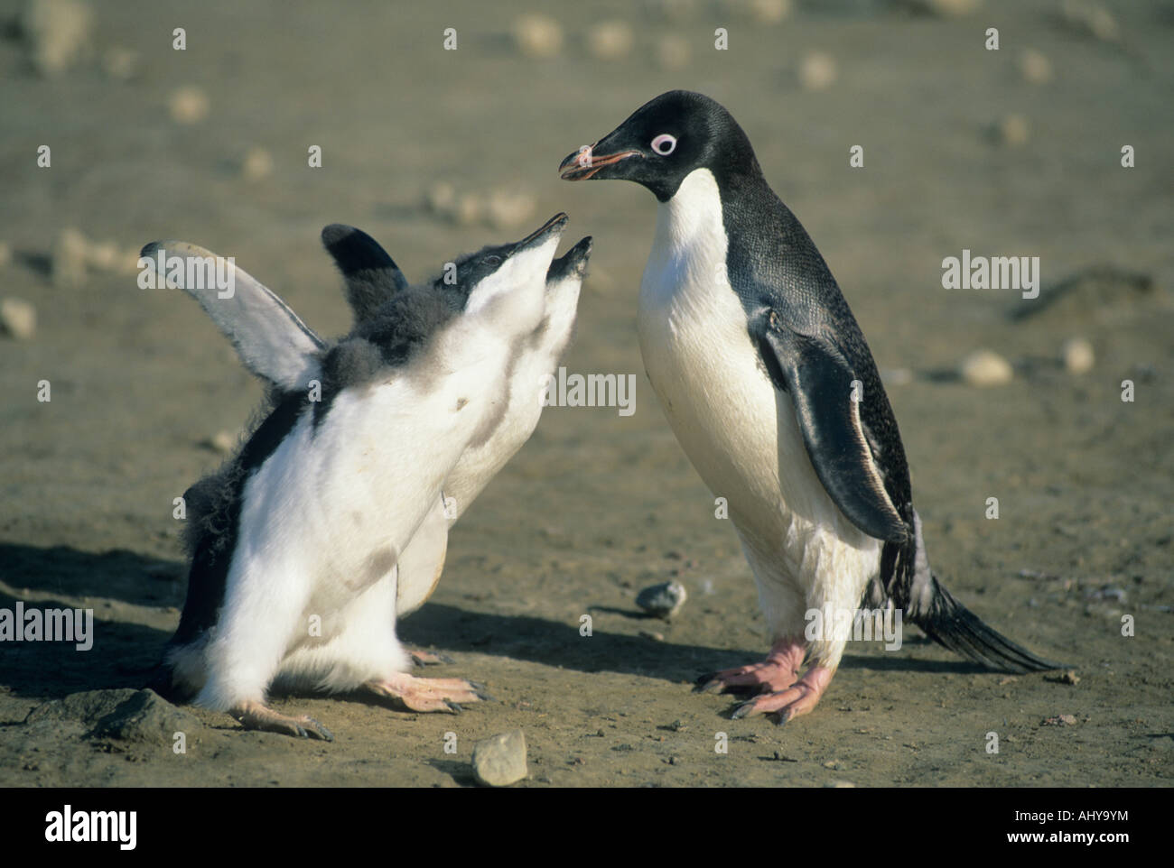 Adelie Penguin (Pygoscelis Adeliae) Erwachsenen mit Betteln Küken, Seymour Island, Weddellmeer, Antarktis Stockfoto