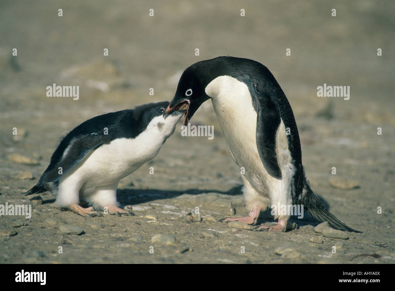 Adelie Penguin (Pygoscelis Adeliae) Fütterung Küken, Seymour Island, Weddellmeer, Antarktis Stockfoto