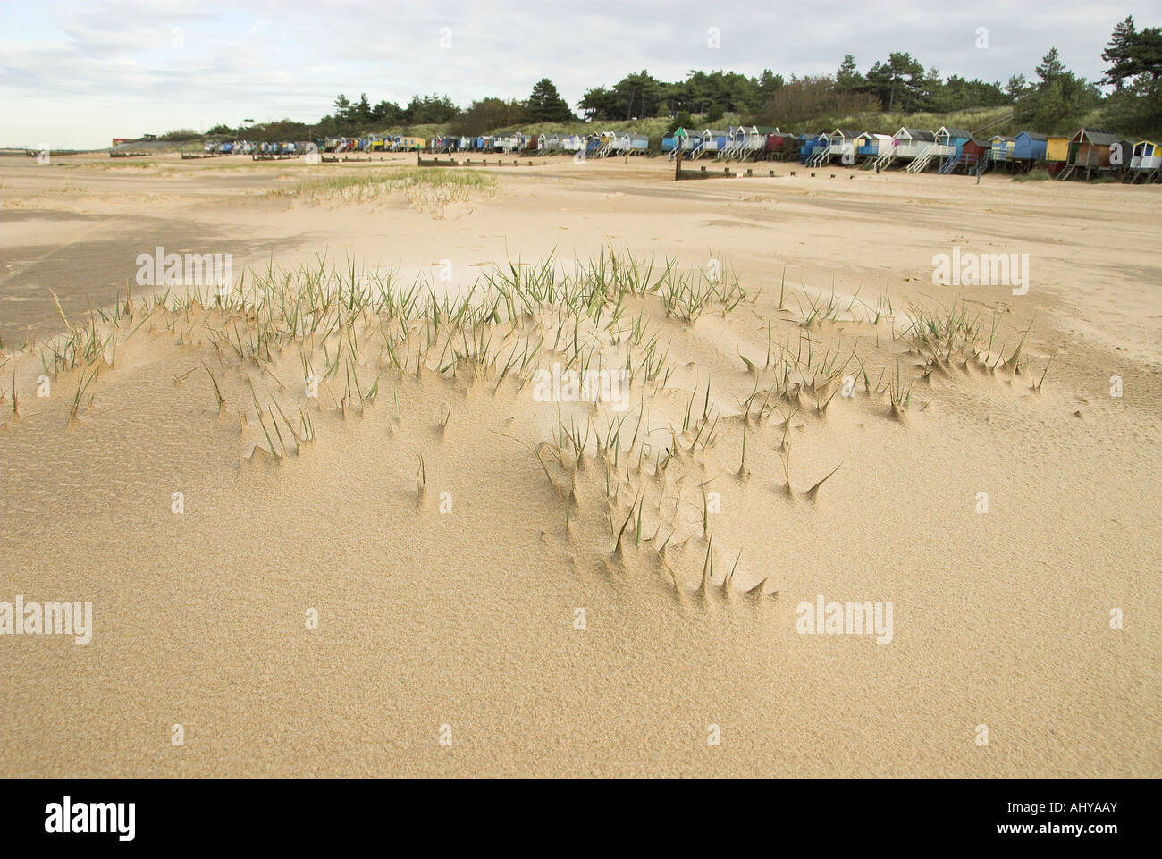 Dünengebieten Grass Ammophila Arenaria bilden wegweisende Dünen am öffentlichen Strand mit Urlaub Strand Hütten in Ferne Norfolk England Stockfoto