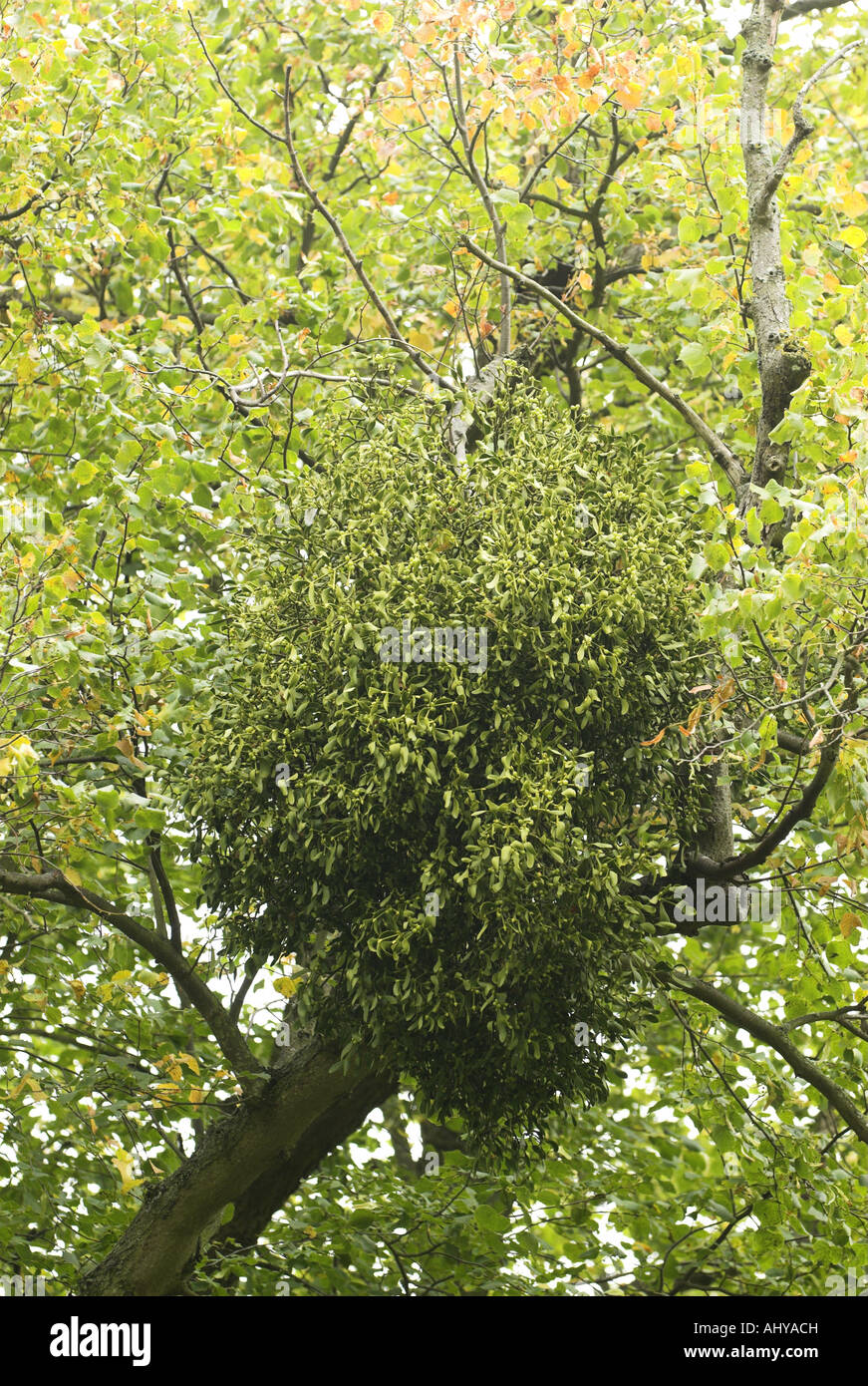 Mistel Viscum Album wächst hoch auf gemeinsame Lime Tilia X vulgaris Norfolk England Oktober Stockfoto