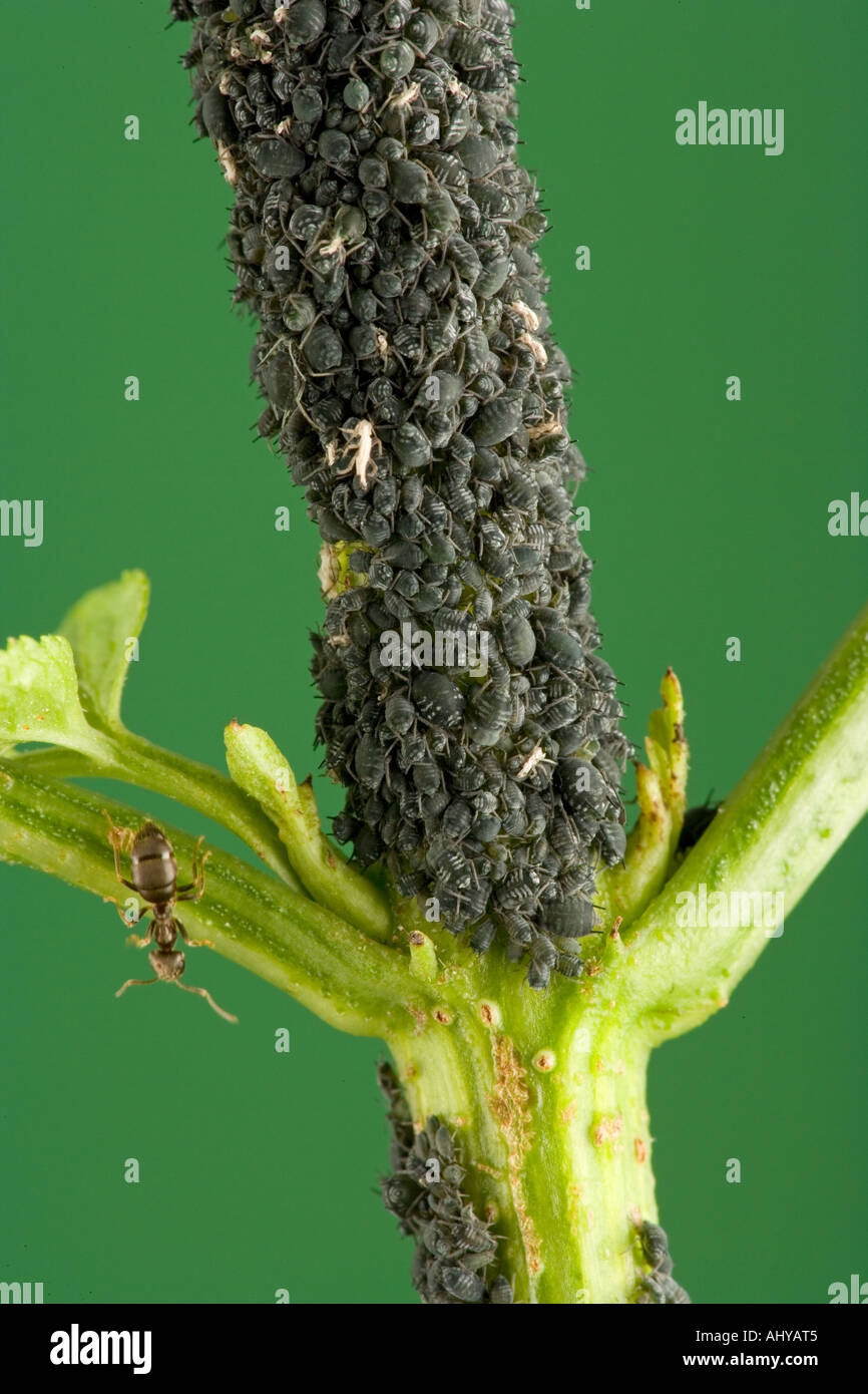 Schwarze Bohnen-Blattlaus Alphus fabai Stockfoto