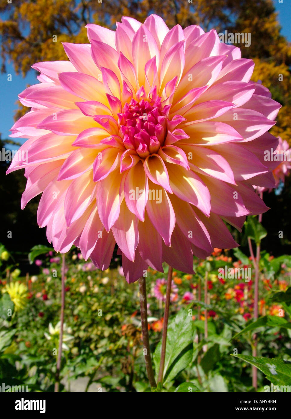 Eine rosa Blume der formalen dekorative Dahlie Dahlia Trial Garden Point Defiance Park, Tacoma, Washington, Vereinigte Staaten von Amerika Stockfoto