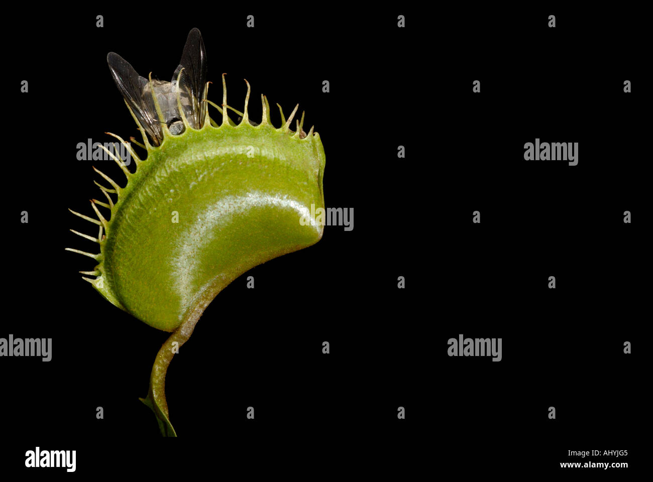 Venusfliegenfalle Dionaea Muscipula mit eingeschlossenen Stubenfliege Stockfoto