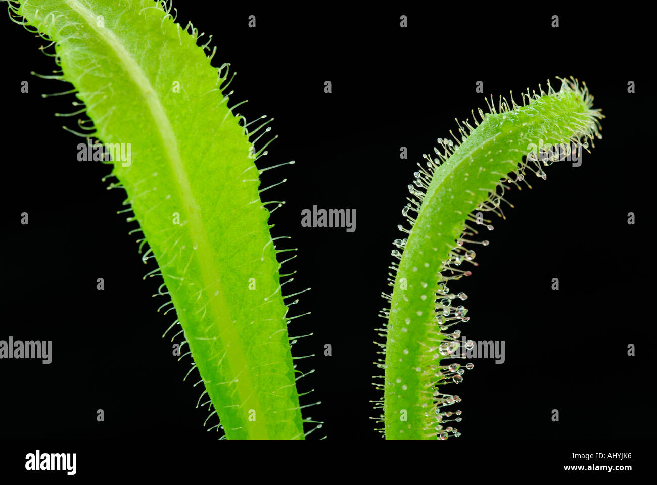 Sonnentau, Drosera sp, fleischfressende Pflanze mit klebrigen Schleim bedeckt Haaren für Überfüllung Insektizide Stockfoto