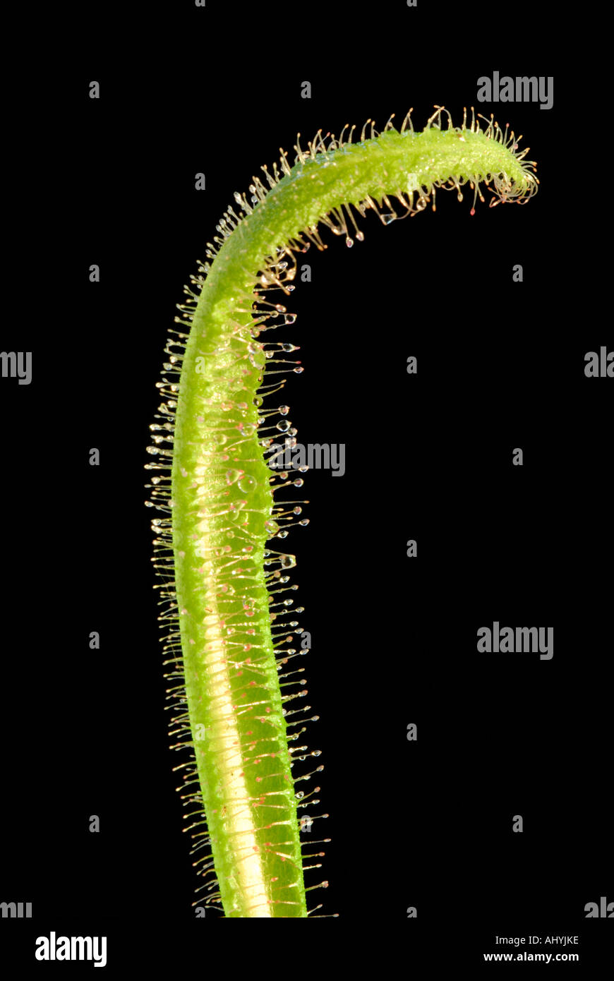 Sonnentau, Drosera sp, fleischfressende Pflanze mit klebrigen Schleim bedeckten Haaren für fangen Insekten Stockfoto