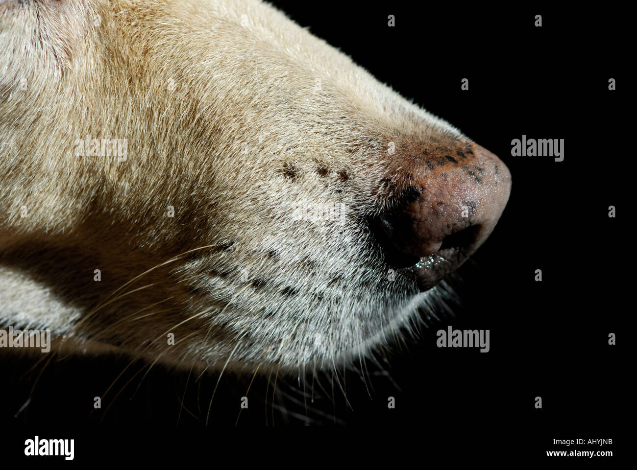 Hund die Nase close-up Stockfoto