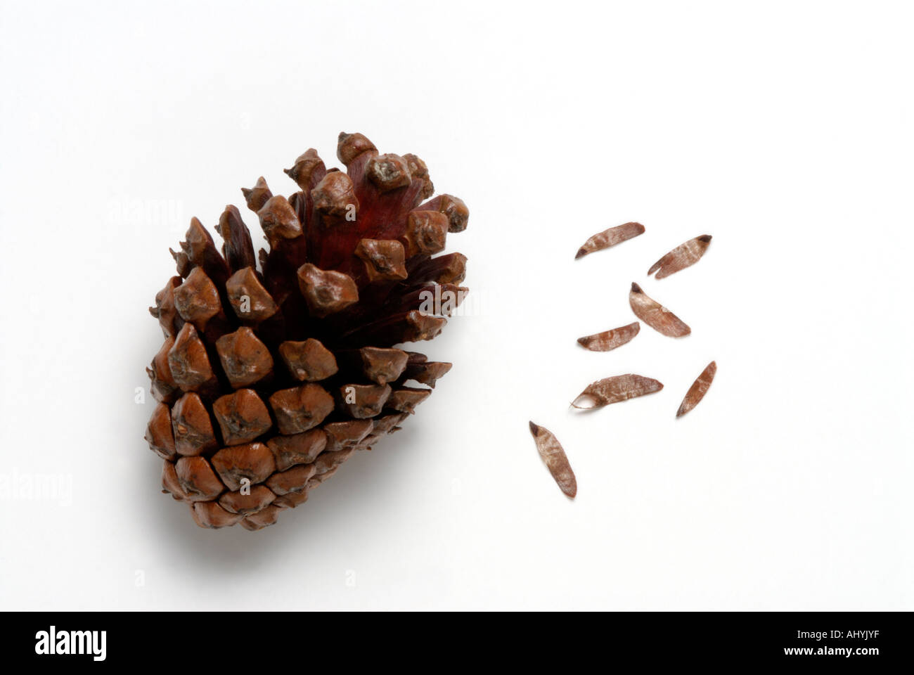 Vorgerückt Tannenzapfen Baum mit Samen nach Hitzeeinwirkung veröffentlicht Stockfoto