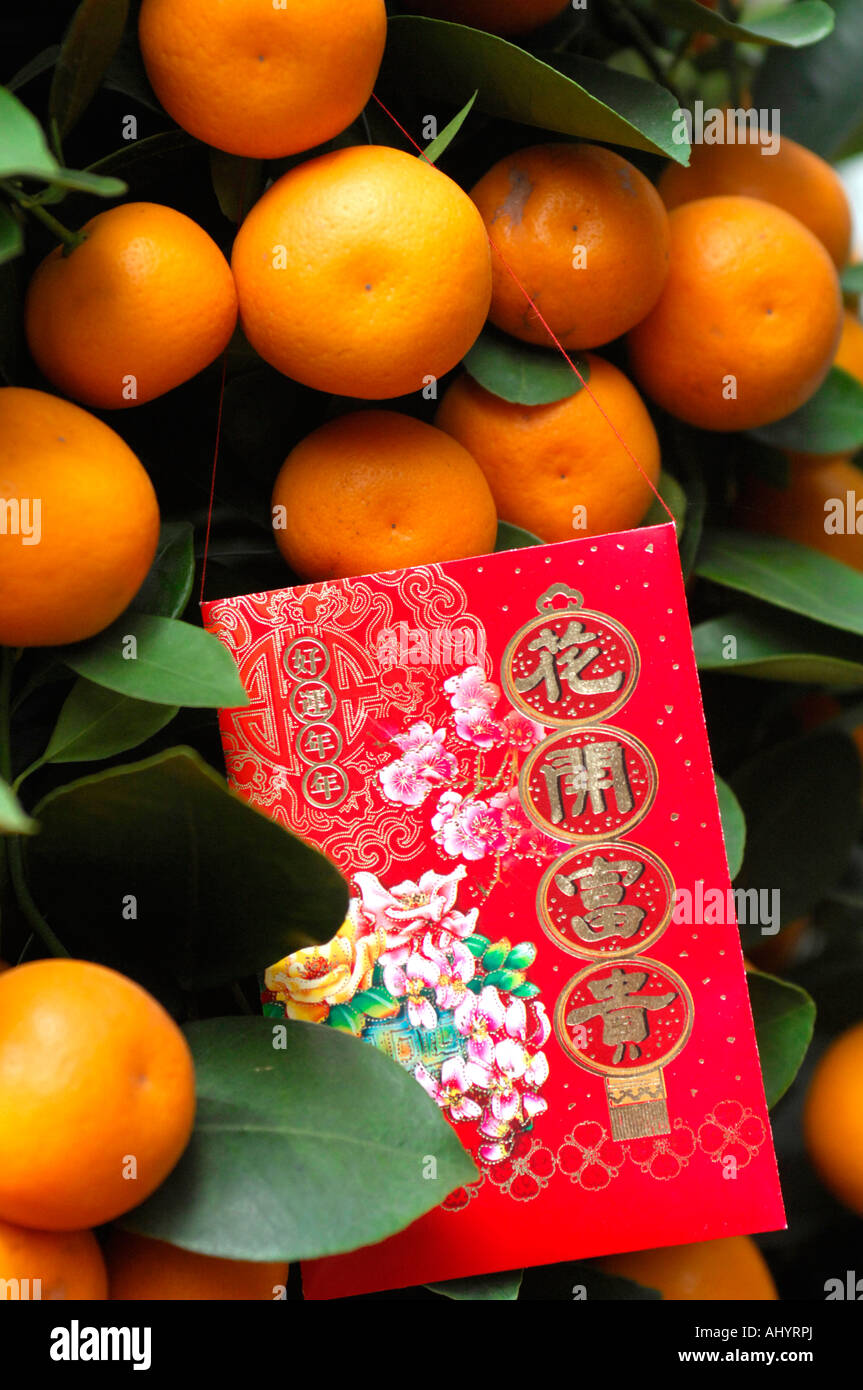 Miniatur Orangenbaum mit Glück Geld roten Umschlag an Chinese New Year Hong Kong China Stockfoto