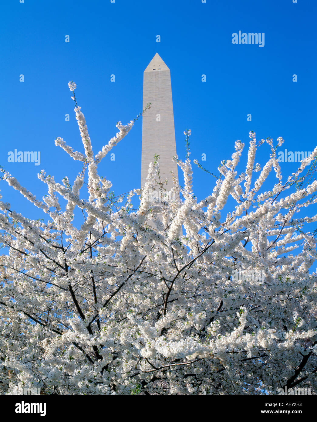 Kirschblüten und Washington Monument, Washington DC Stockfoto