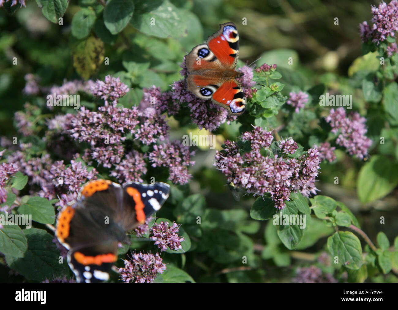 Tagpfauenauge Inachis Io Red Admiral in FG auf Majoran Stockfoto