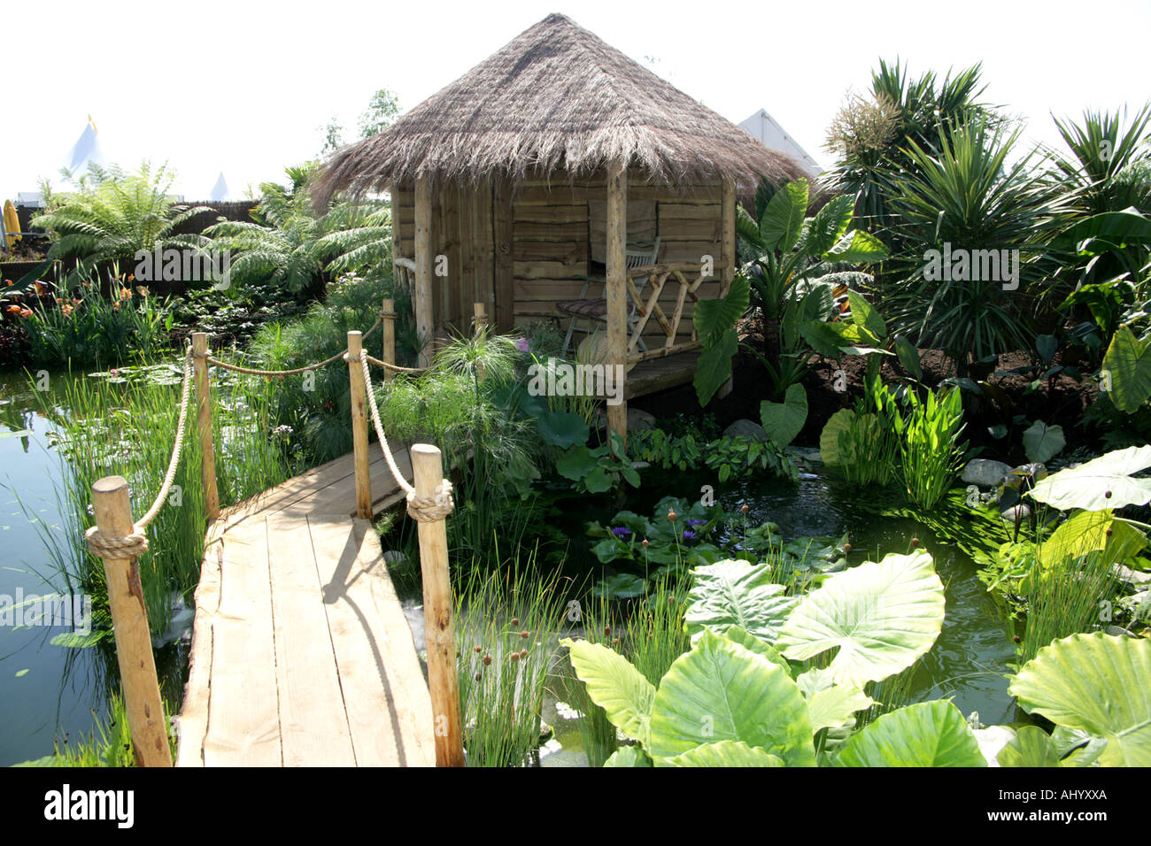 Hot Spring Dorset Seerose Company Stockfoto