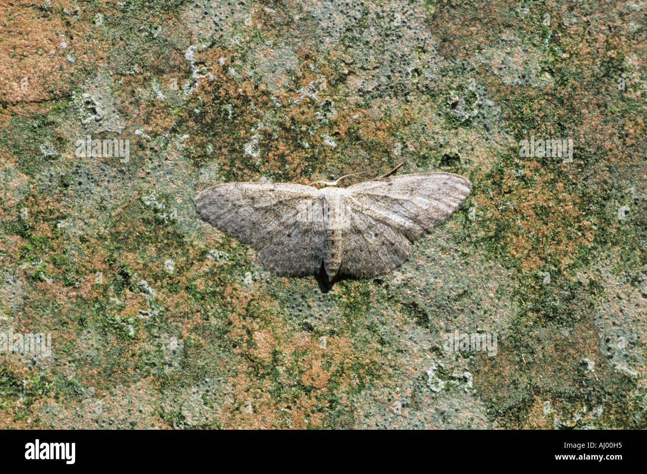 Gepunktete Rahmen Wave Motte Sterrha Sylvestraria Essex UK IN000295 Stockfoto