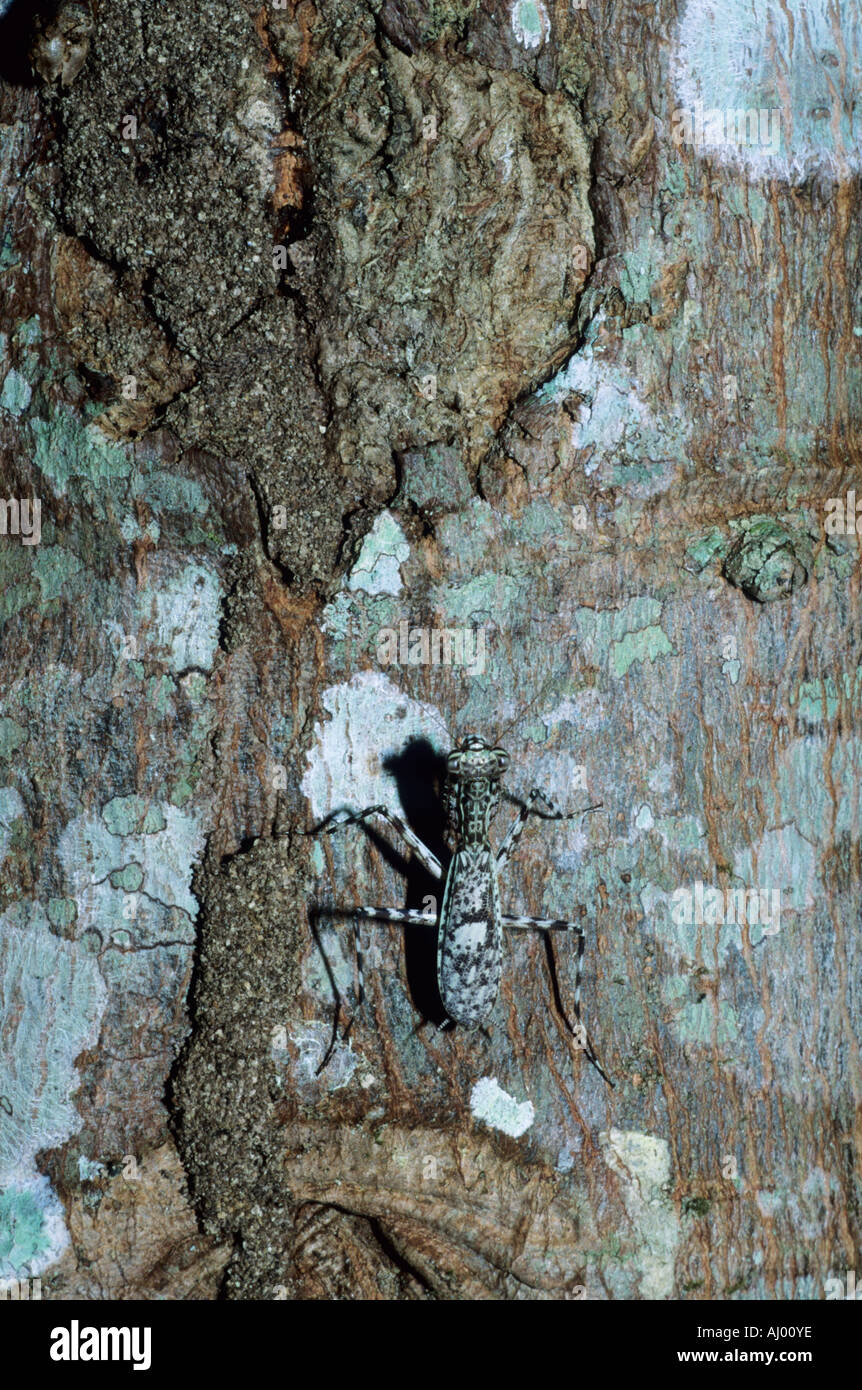 Liturgusa Fotos und Bildmaterial in hoher Auflösung Alamy