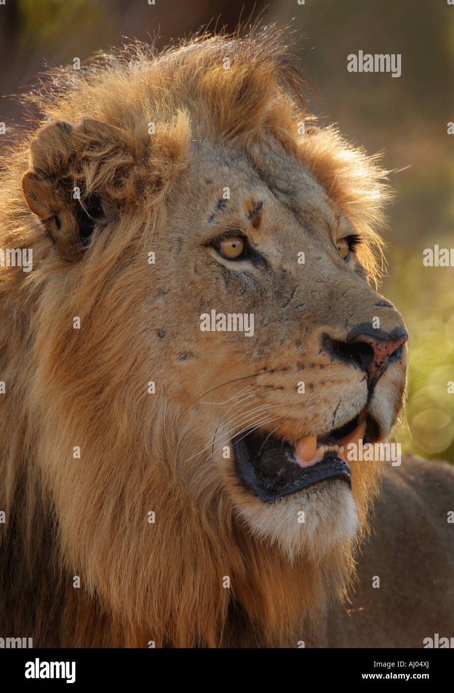 Nahaufnahme eines männlichen Löwen Stockfoto