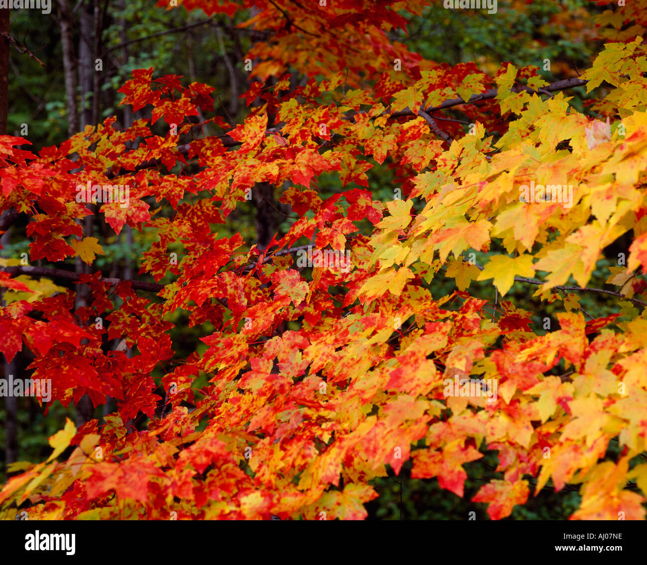 Herbstfarben in Neu-England Stockfoto