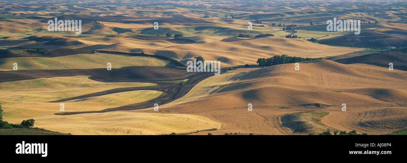 Weizen und Gerste S E Washington Stockfoto