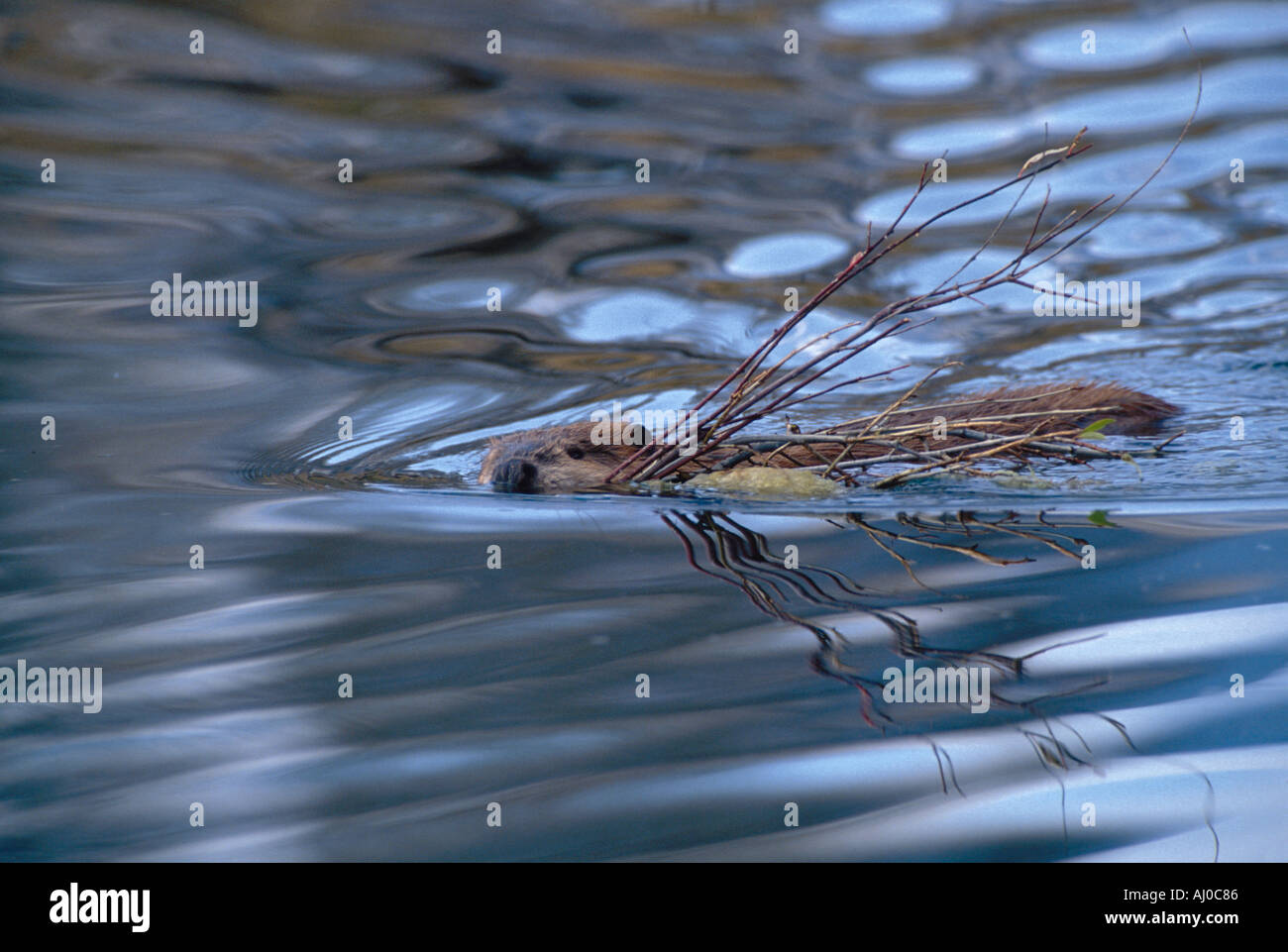 Biber Castor Candadensis Schwimmen mit einem Schluck Willow Zweige Grand-Teton-Nationalpark, Wyoming Stockfoto