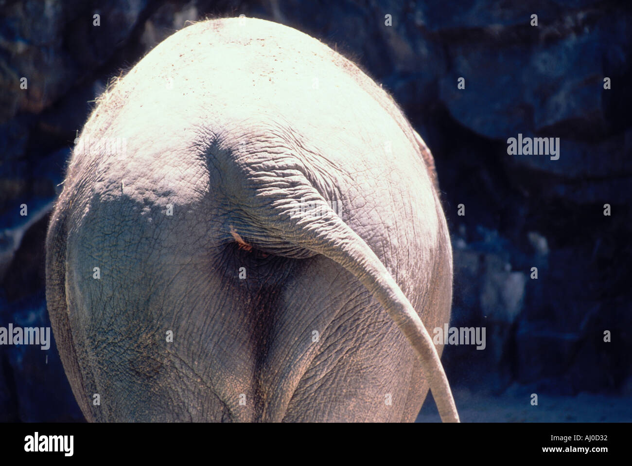 Porträt der Heckpartie eines Elefanten Stockfoto