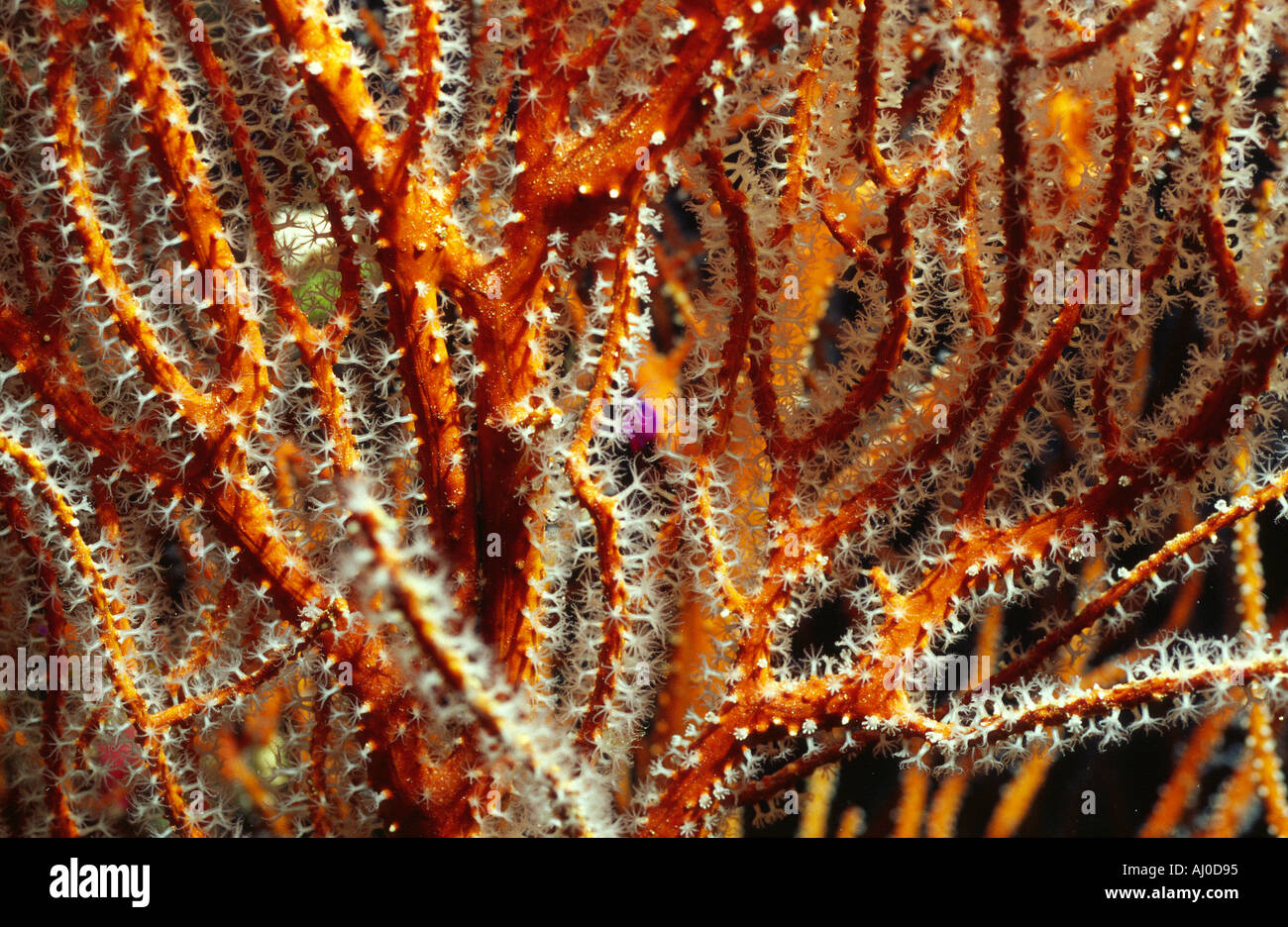schwarze Koralle in freier Wildbahn. Stockfoto