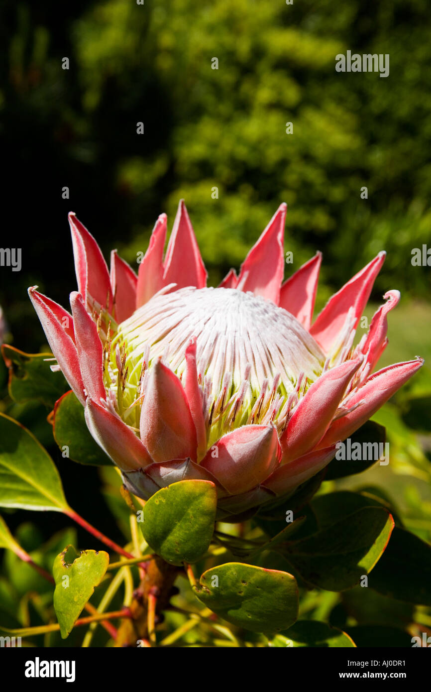 König Protea Cynaroides Nationalblume von Südafrika in Tresco Gärten Isles of Scilly Cornwall England Stockfoto