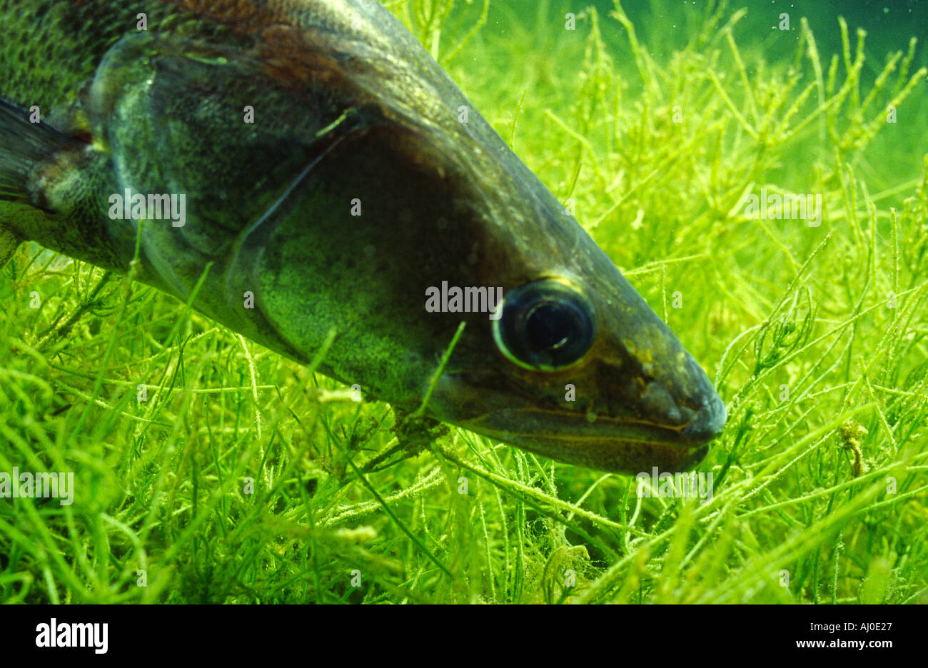 Zander Fotos und Bildmaterial in hoher Auflösung Alamy