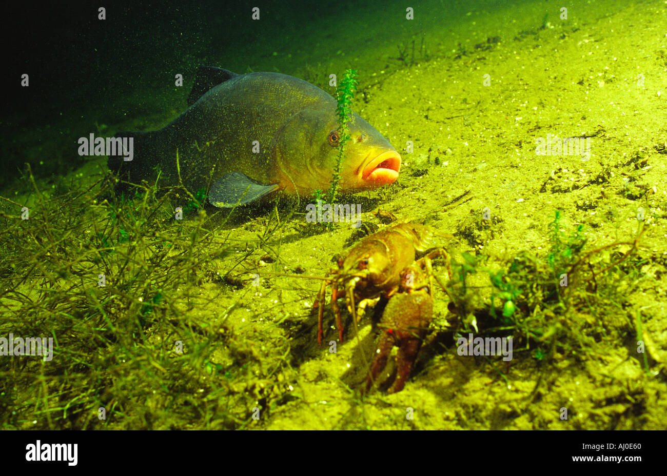 Schleie in freier Wildbahn. Stockfoto