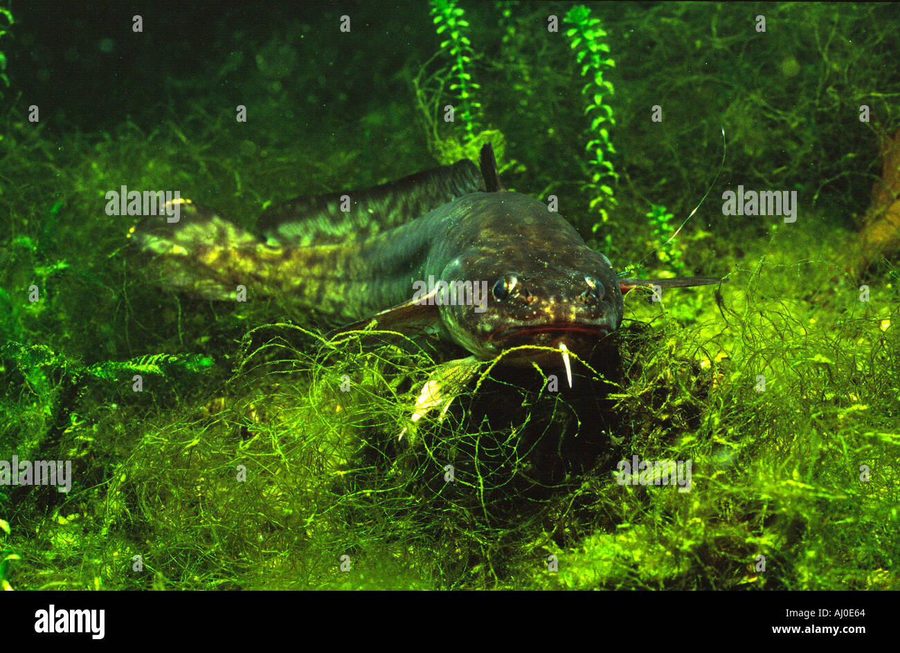 Quappe schwimmen in freier Wildbahn. Stockfoto