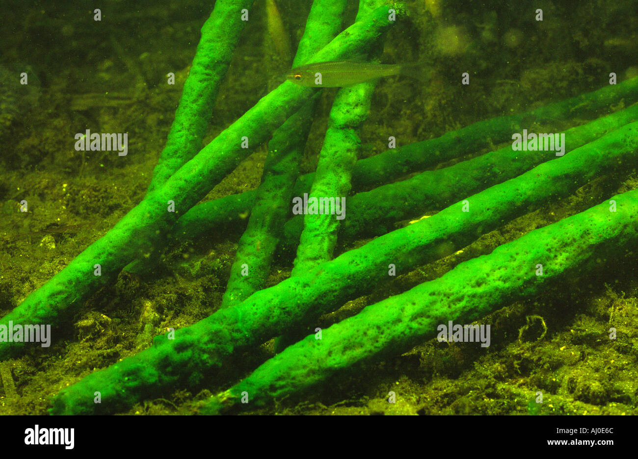 Spongilla Lacustris Süßwasser-Schwamm Stockfoto