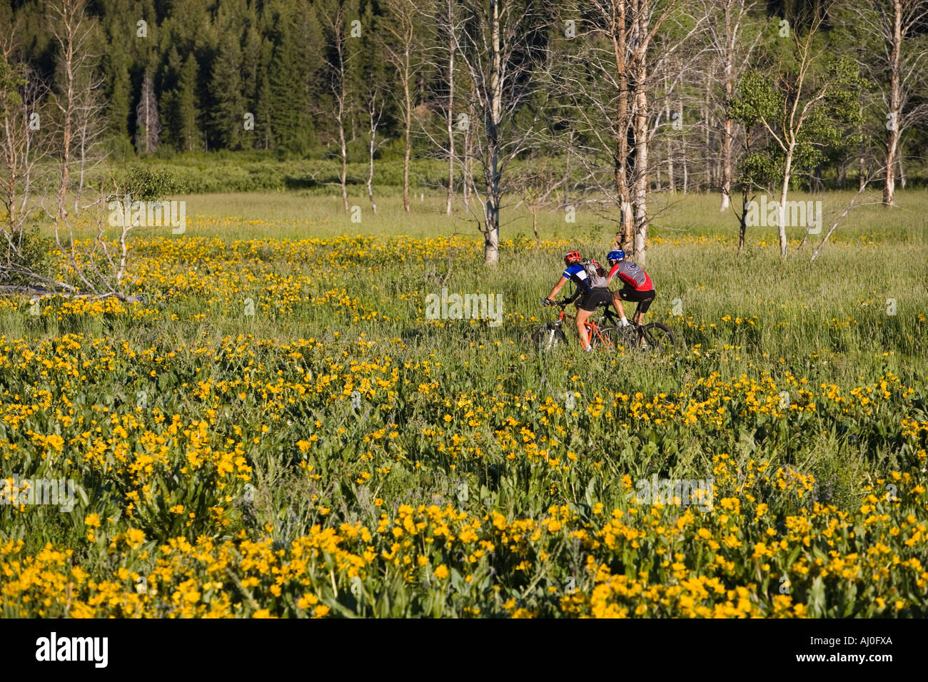 Männliche und weibliche Erwachsene Mountain Bike auf dem Trail Harriman nördlich von Sun Valley Idaho Stockfoto