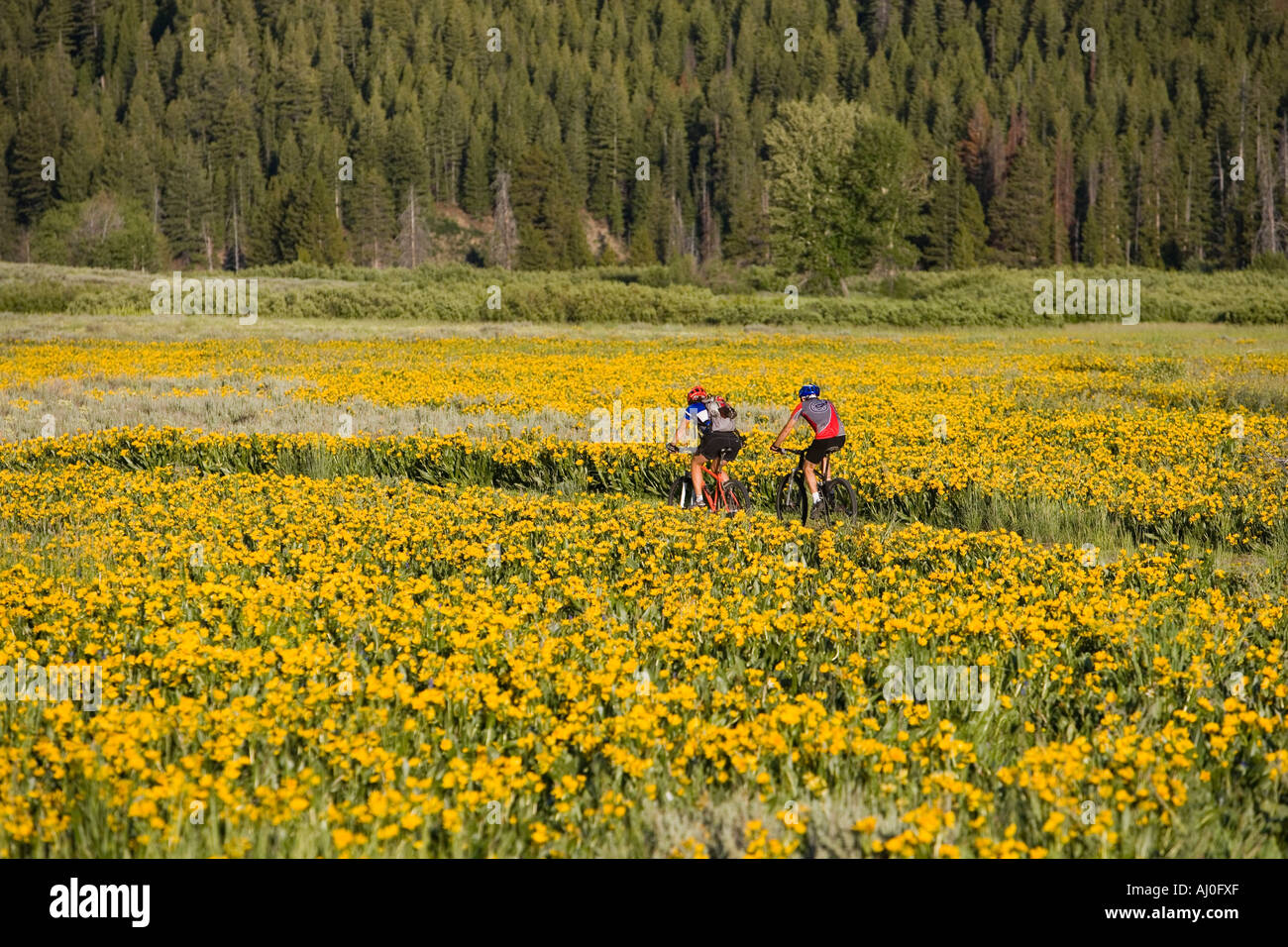 Männliche und weibliche Erwachsene Mountain Bike auf dem Trail Harriman nördlich von Sun Valley Idaho Stockfoto