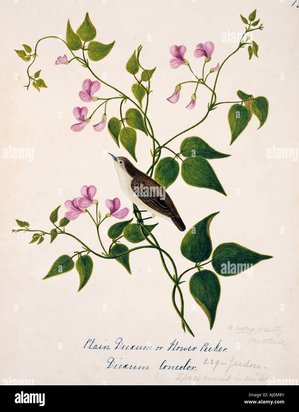Dicaeum Concolor, einfache flowerpecker Stockfoto