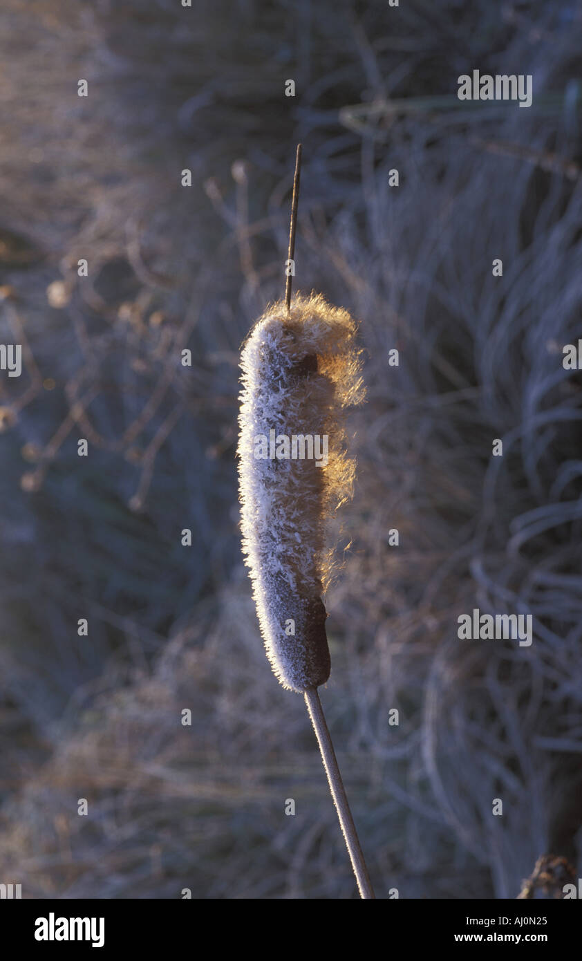 Frost auf Reedmace Italien Stockfoto