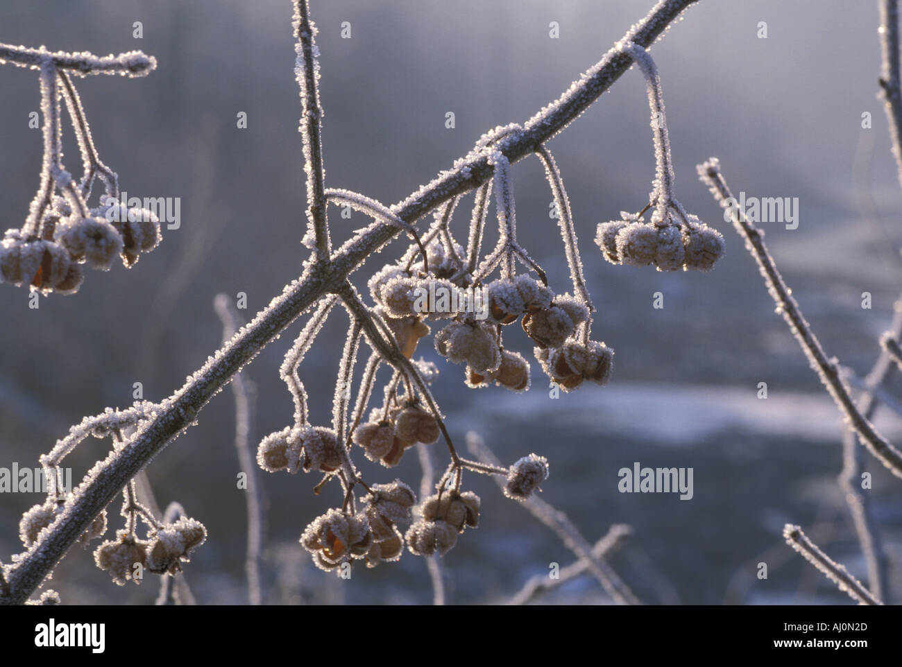 Frost auf Spindel Baum Italien Stockfoto