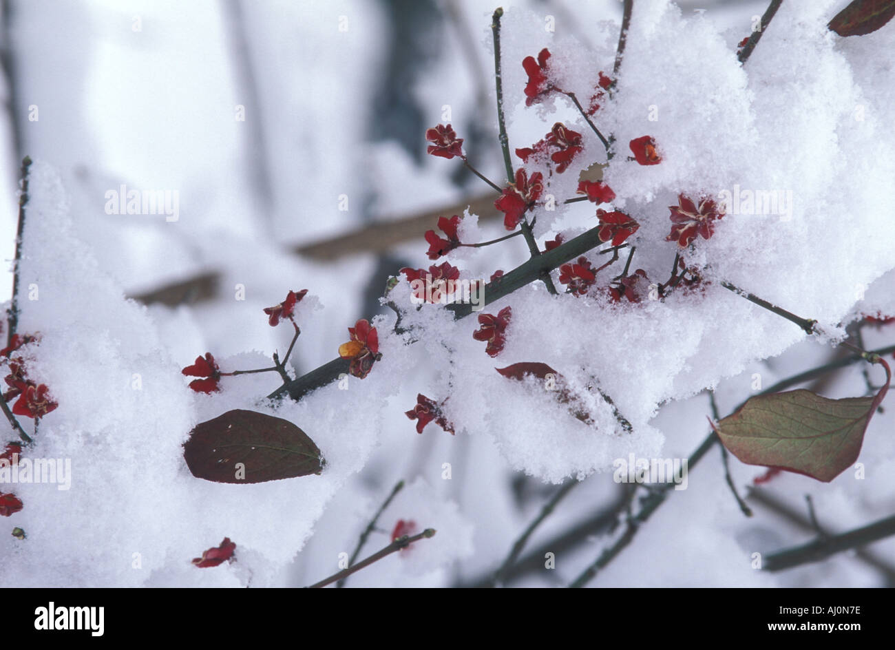 Schnee auf Spindel Baum Italien Stockfoto