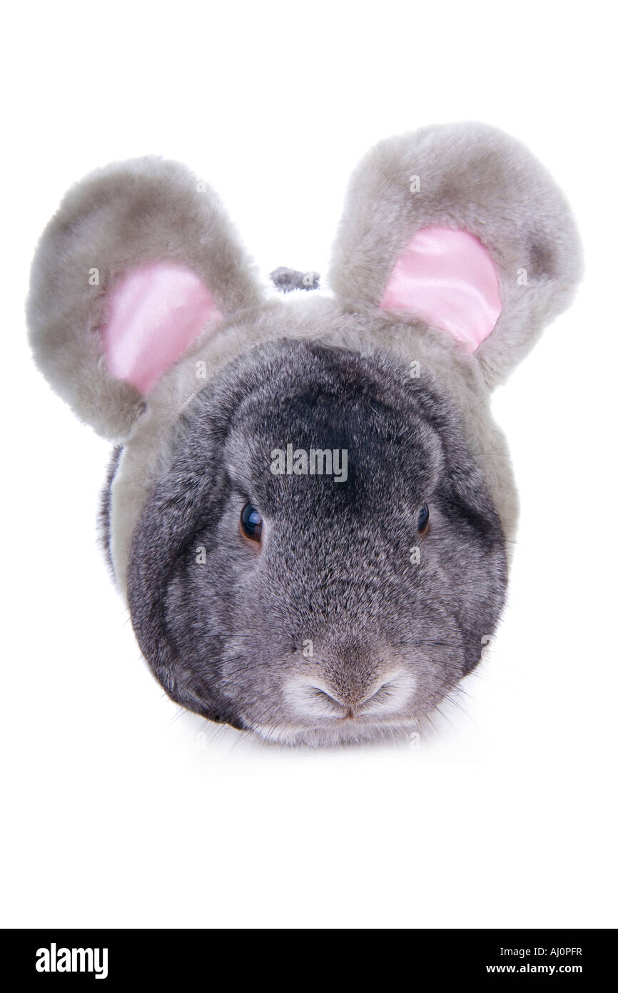 Gray lop Ohr Kaninchen tragen-Mouse-Ohren auf weißem Hintergrund Stockfoto