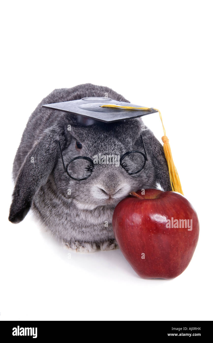 Graduate Student lop Ohr Kaninchen tragen Brillen und Kappe mit Apple auf weißem Hintergrund Stockfoto