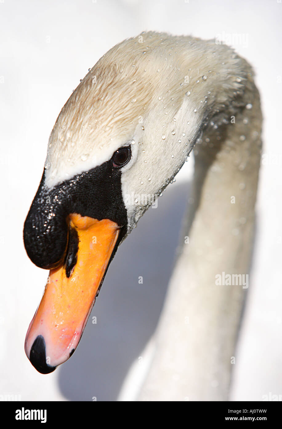 Swan-Portrait Stockfoto