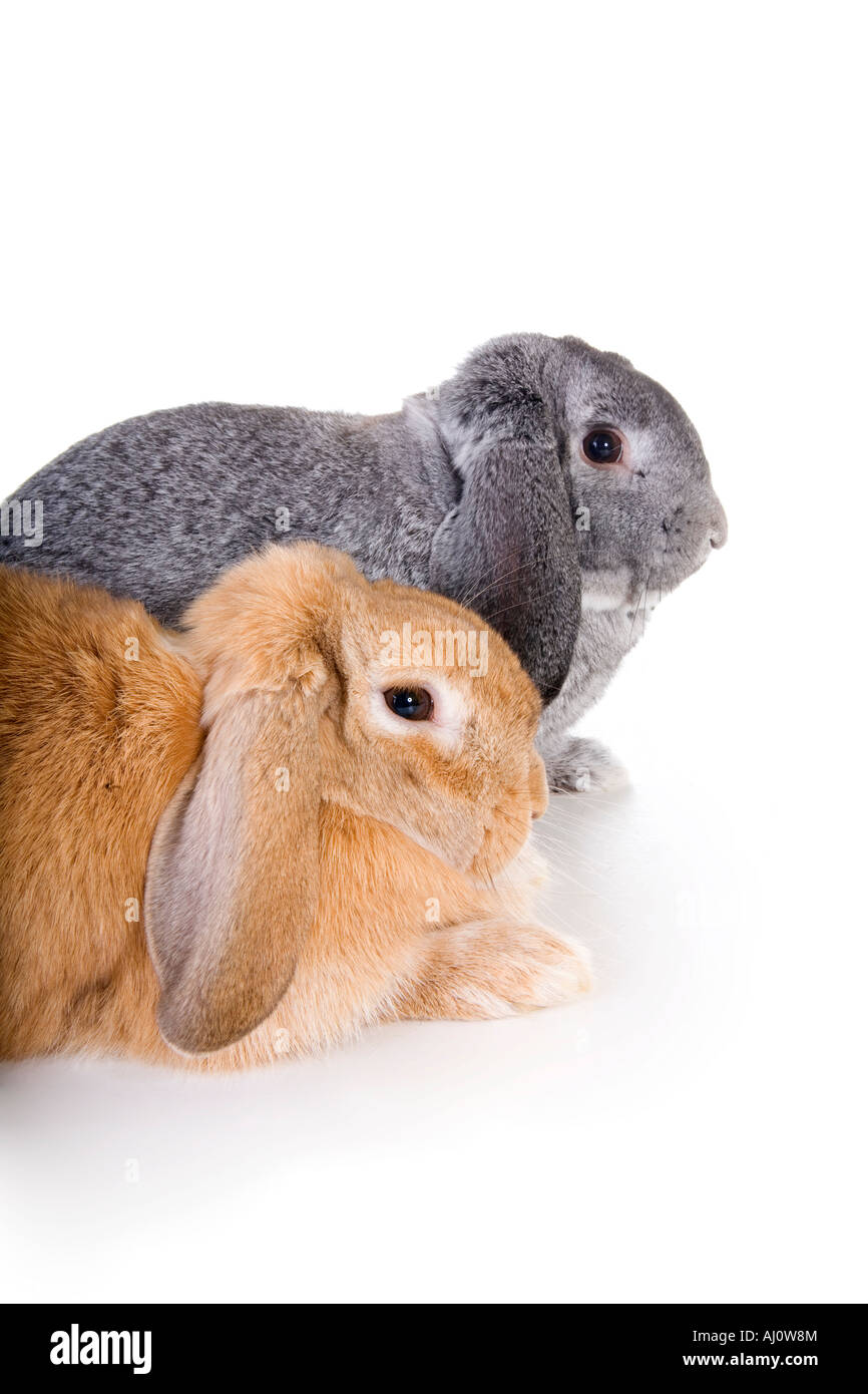 Ein paar Mini Lop Ohr Kaninchen isoliert auf weißem Hintergrund Stockfoto