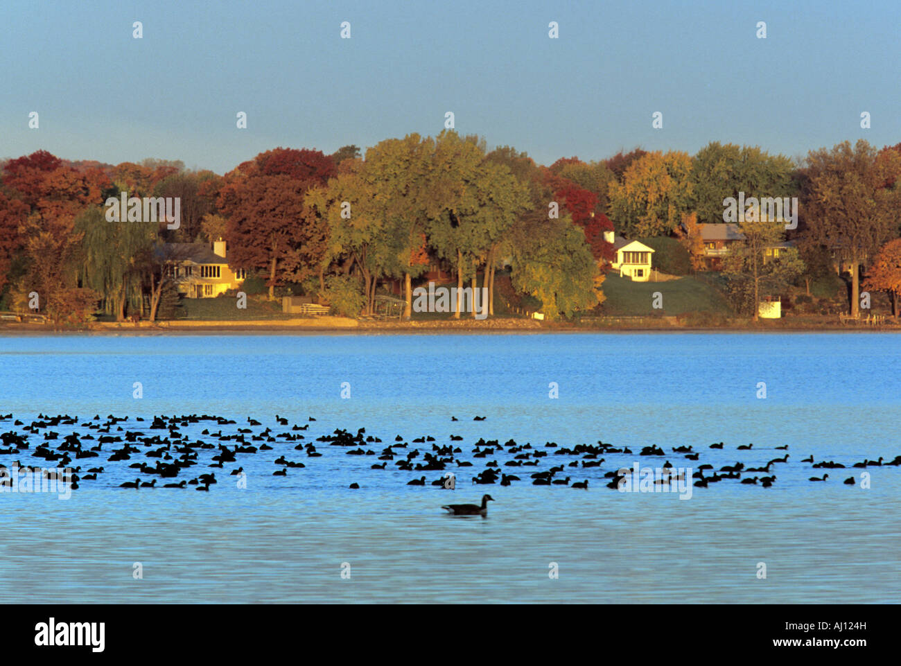 WASSERVÖGEL AM TURTLE LAKE IN SHOREVIEW, EINEM NÖRDLICHEN VORORT VON STR. PAUL, MINNESOTA.  OKTOBER. Stockfoto
